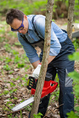Obraz premium Close up view of axeman lumberjack in working uniform sawing young tree trunk with electric saw chainsaw in forest, outdoors. Wood work, handwork, wood cutting tools, timber feller, Deforestation