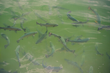 trout in a mountain lake