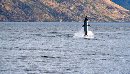 shark boat leaping out of the water