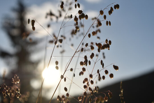 Gew&ouml;hnliches Zittergras, Briza media, in Abendstimmung vor Sonne, Gru&szlig;karte und Hintergrund, herbstlich