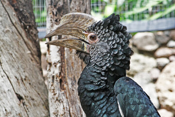 Silberwangen-Hornvogel