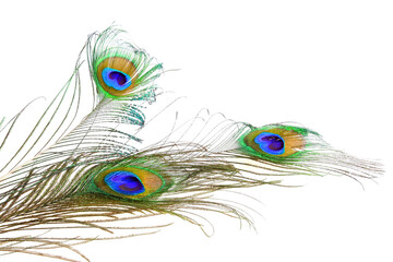 Peacock feathers on a white background. Isolated