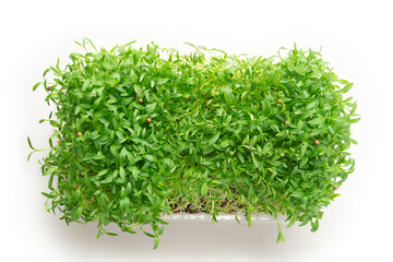 Fresh cilantro seedlings in plastic container isolated on white