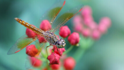 big dragonfly landed on red flowers, macro photo of this elegant and fragile predator with wide wings and giant faceted eyes, nature scene in a tropical garden in Bangkok, Thailand