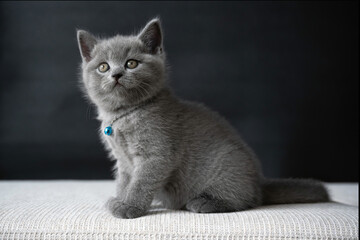 Blue British Shorthair, a beautiful little kitten sitting on a white cushion and a black background, full body view and looking to the top.