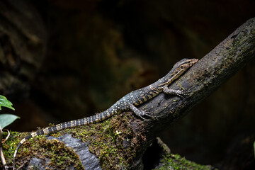 Close up Varanus salvator is a reptile in South Asia. The skin is covered with convex scales. Perched on a tree in a moist forest with trees and moss.