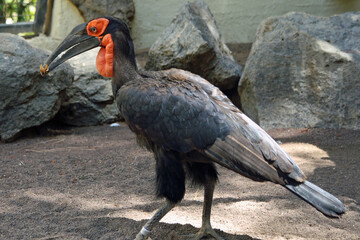 Kaffernhornrabe