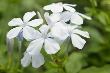 White flower Background/ wallpaper nature