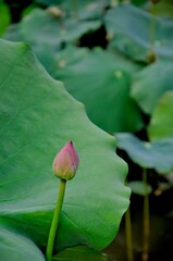 lotus and leaves