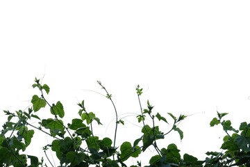 Ivy gourd plant with leaves branches on white isolated background for green foliage backdrop