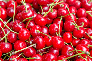 Harvest of bright red cherries