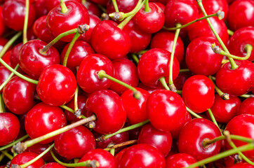 Harvest of bright red cherries