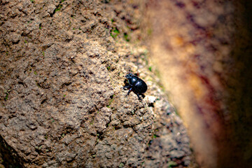 Escarabajo