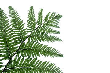 Fototapeta na wymiar Tropical fern leaves on white isolated background for green foliage backdrop and copy space 