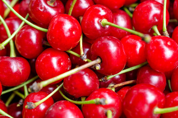 Harvest of bright red cherries