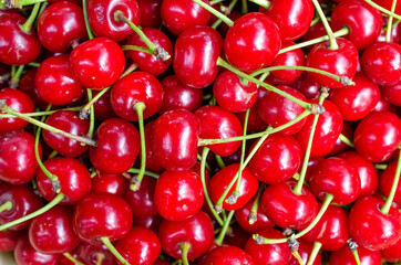 Harvest of bright red cherries