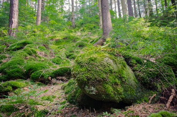 moss covered rocks