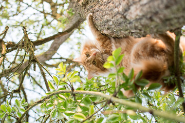 Cute cat is lying on the tree ,Little kitten on a branch ,Cute pets have ginger color on a natural green background.