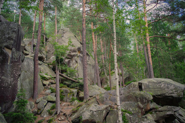 tree in the mountains