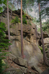 tree in the mountains