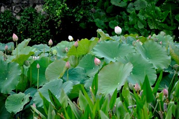 lotus pond 
