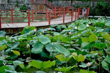 track through lotus pond