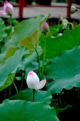 lotus leaf 