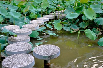 steps through lotus pond