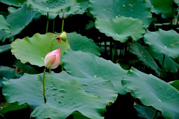 lotus flower and leaves