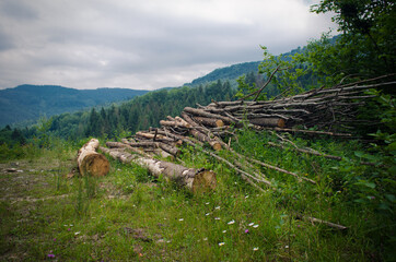 forest in the mountains