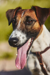 portrait of a dog