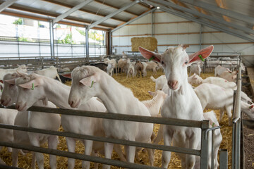 Goats. Goatfarm. Goatstables. 