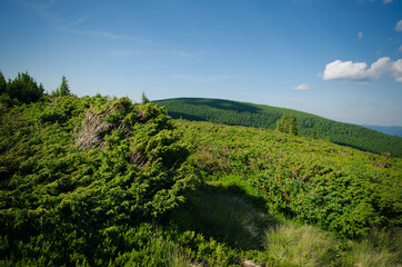 Obraz premium green field and blue sky with clouds