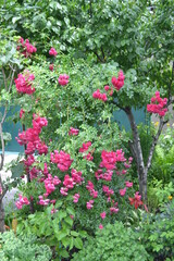 Fototapeta na wymiar Beautiful rose Bush.