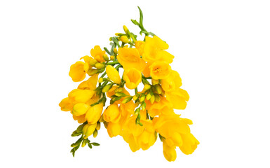 beautiful bouquet of yellow freesia