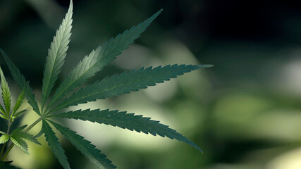 A large leaf of hemp in the sun.Openwork leaf under the sun.Green almighty.Green leaves glow in the sun.The backlit, evening light hemp leaves.