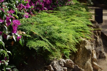 Ferns green vegetation on rocks that serve as a container towards the ground