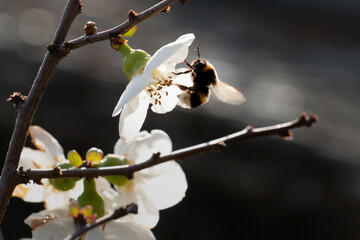 abeja polinizando una flor de almendro
