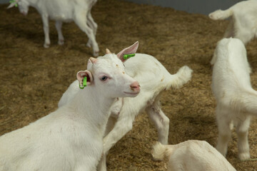 Goats. Goatfarm. Goatstables. 