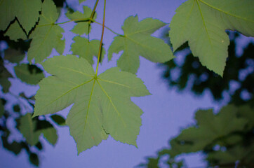 green leaves against blue sky