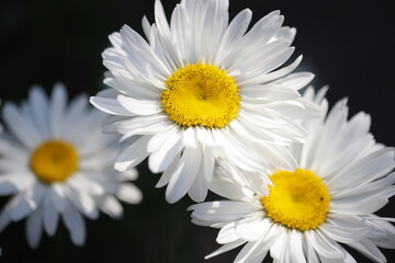 Fototapeta premium Daisies in sunlight