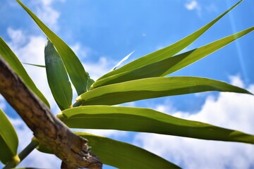 Green reed leaves with clouds