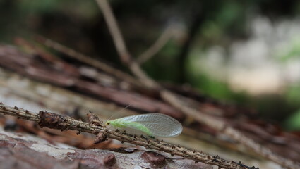 dragonfly © jarek