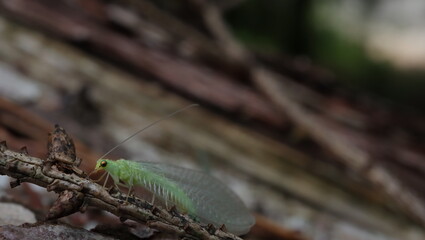 dragonfly