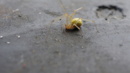 spider