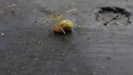 spider