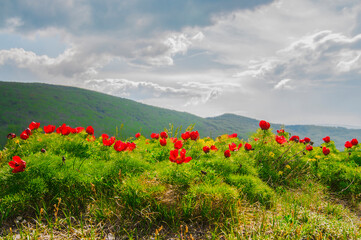 Meadow with green grass and red poppy flowers