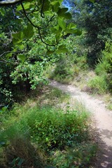 Forest trail, woodland and vegetation, shadows and glades