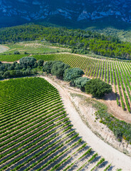 Landscape of vineyards and forest in the Sierra de Cantabria from a drone. Leza. Alava Province. Autonomous Community of the Basque Country. Spain. Europe