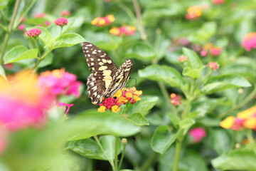 Monarch butterfly pollinating flowers in the summer day. Butterfly and flowers in tropical garden.